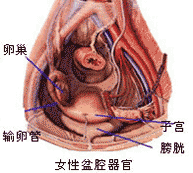 盆腔炎